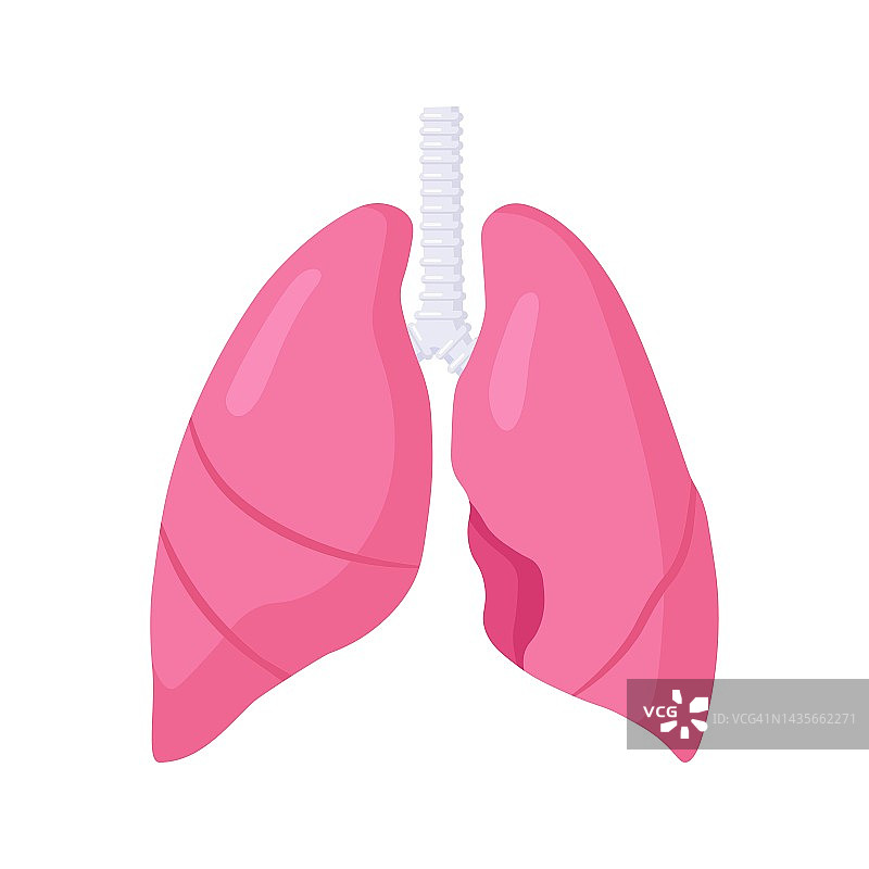 肺学。呼吸系统。人体内部器官。白色背景的肺。解剖学、医学概念。医疗保健图片素材