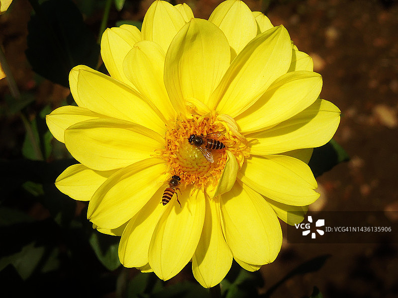 花园大丽花的亮黄色大花，盛开着一对蜜蜂。大丽花pinnata。菊科家庭。图片素材