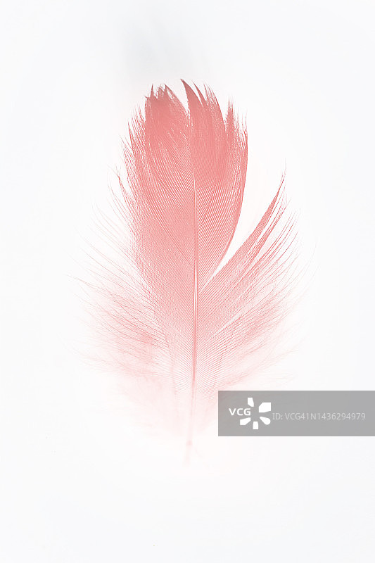 白色背景上的粉色羽毛图片素材