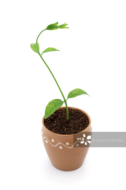 白色背景的盆栽植物图片素材