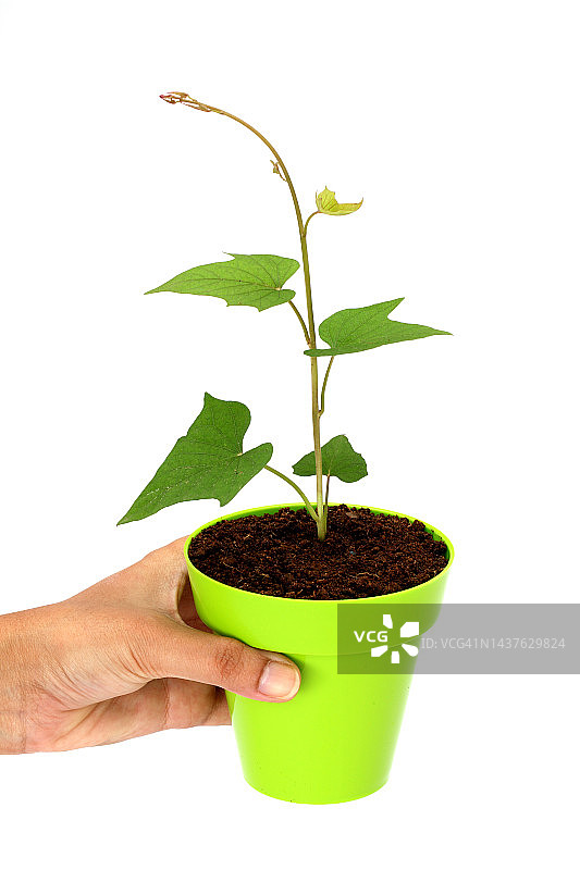 手持盆栽植物在白色背景图片素材
