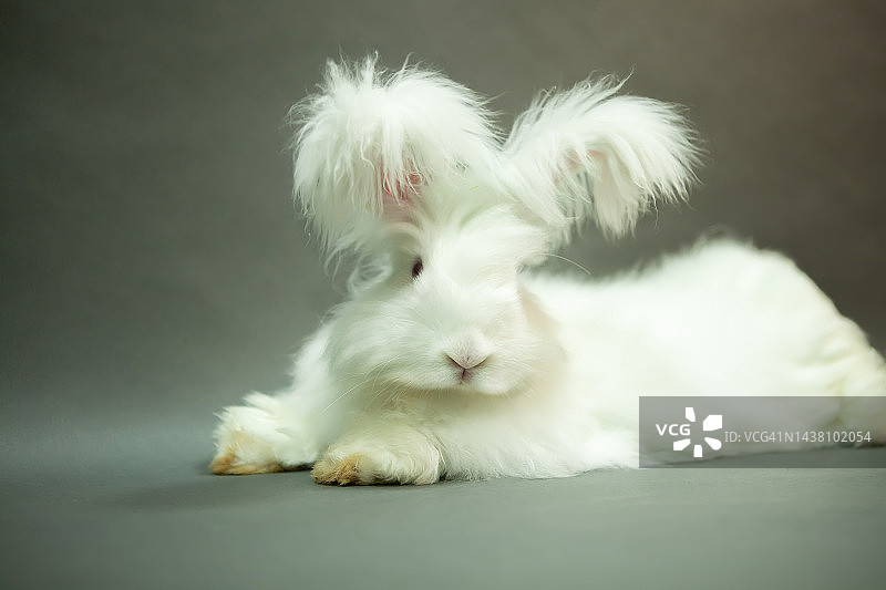 安哥拉品种的毛茸茸的白兔，灰色背景，在工作室拍摄。图片素材