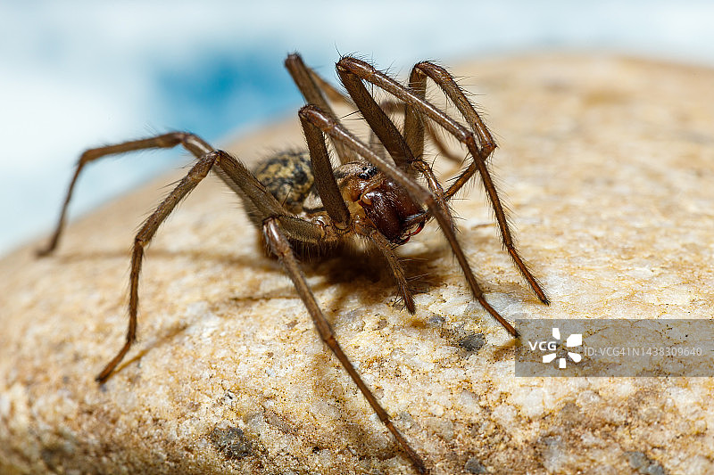 大房子蜘蛛Tegenaria homestica图片素材