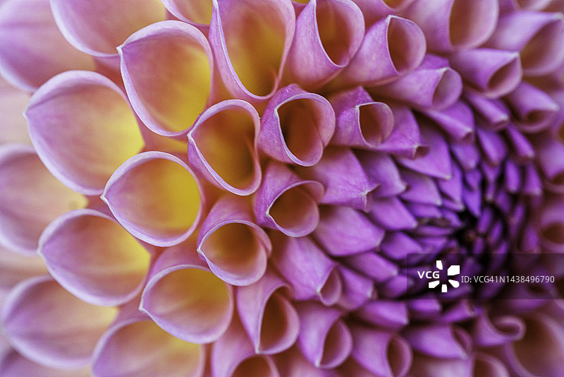 这是一幅紫色、粉色、金色和黄色粉彩大丽花盛开时的特写，展示了花瓣的精致曲线和错综复杂的图案图片素材