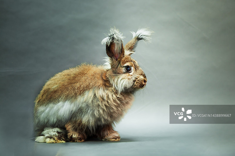 兔子自然色，安哥拉品种，底色为灰色。图片素材