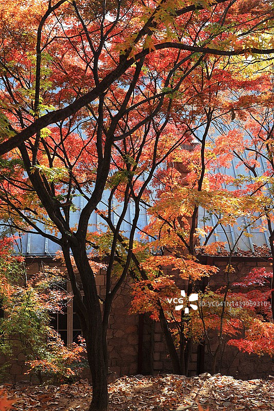 秋天红红的枫叶。图片素材