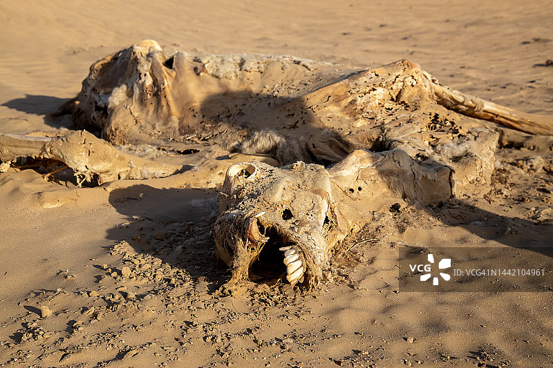 沙漠中腐烂的骆驼图片素材