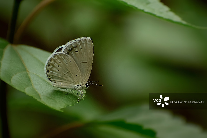 白色蝴蝶在大自然中放松的特写镜头图片素材