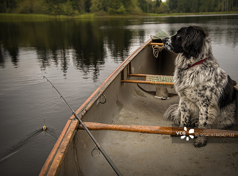钓鱼的狗图片素材