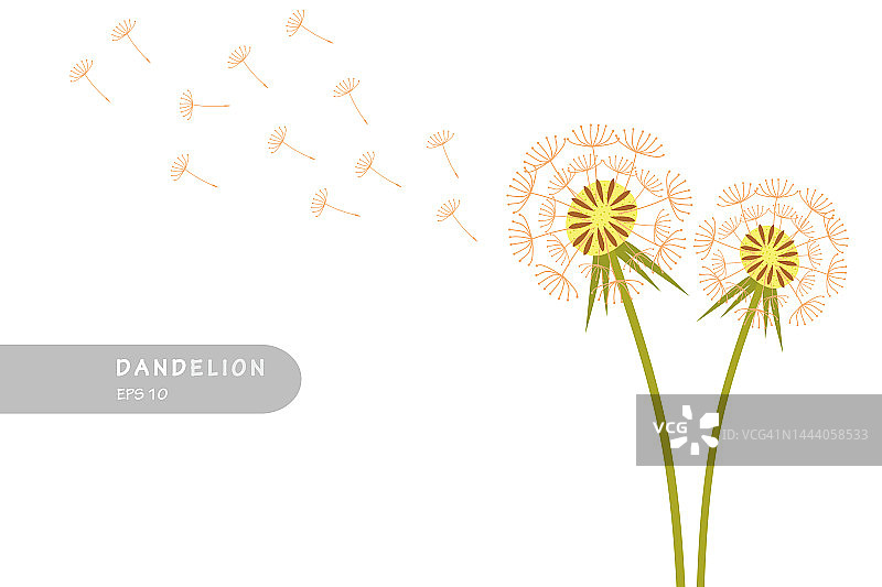 蒲公英用飞天种子，蒲公英设计矢量平面孤立插图图片素材