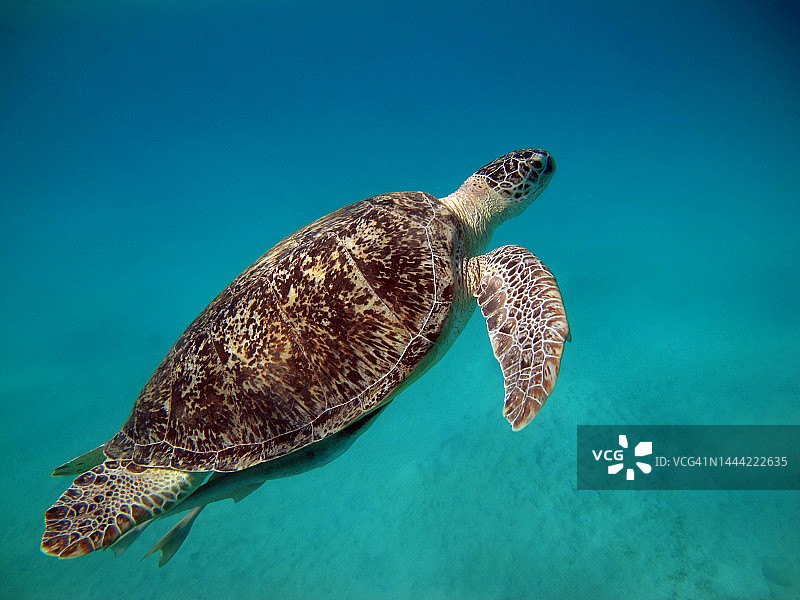 红海暗礁上的大绿海龟。图片素材