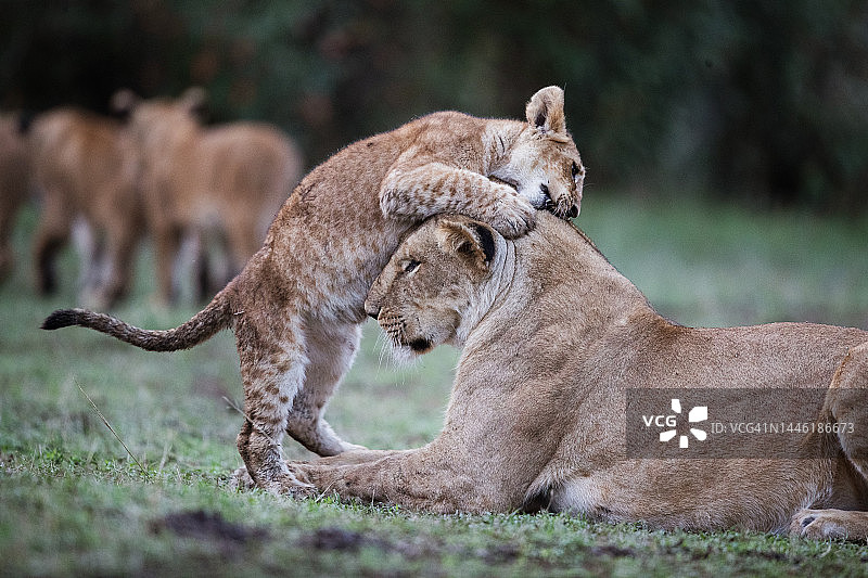 小狮子和他的母亲在大自然中玩耍。图片素材