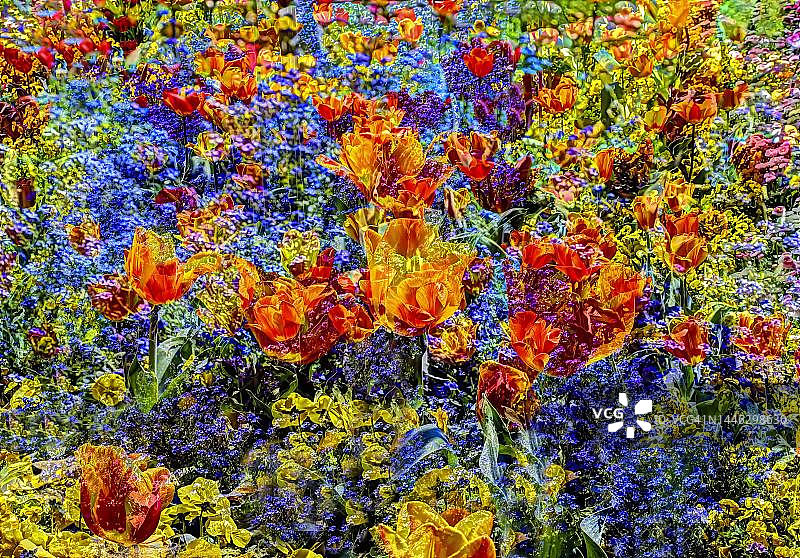 花有创意，有艺术拍，郁金香(Tulipa)，橙色和红色的花异化，植物，到处都是，混合花，德国图片素材