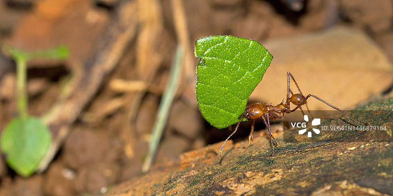 切叶蚁，马里诺巴莱纳国家公园，哥斯达黎加图片素材