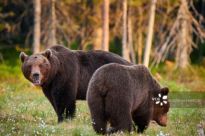 森林中的棕熊(Ursus arctos)图片素材
