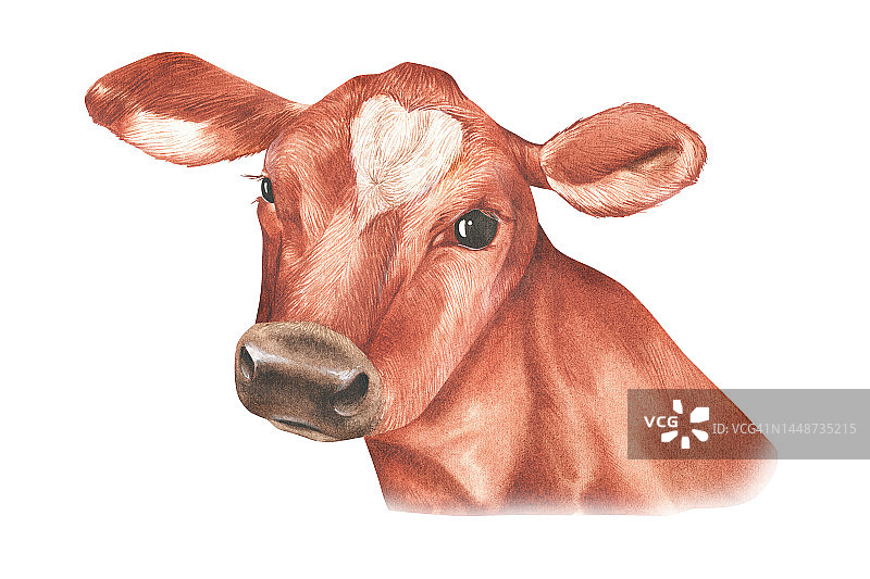 牛的肖像。水彩插图。孤立在白色背景上。图片素材