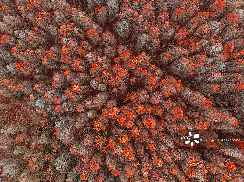 冬季水杉林的鸟瞰图图片素材
