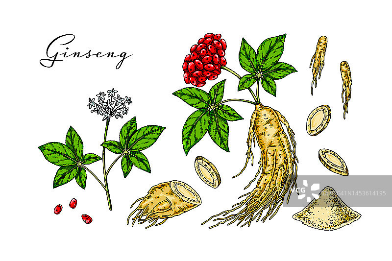 一组手绘的野生人参根，白色背景上有叶子和浆果。植物矢量插图素描风格的包装，标志，科学文章设计图片素材