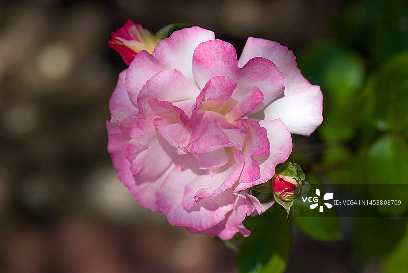 粉红与白玫瑰图片素材