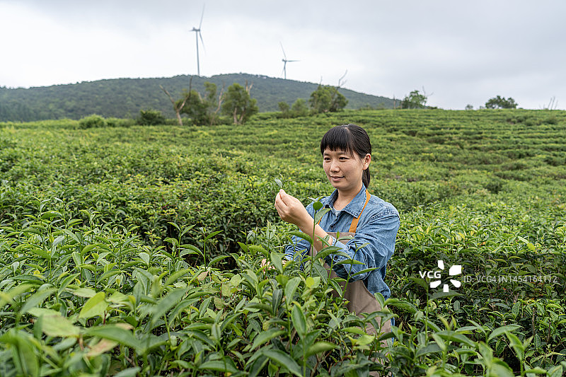 一位亚洲女农民在种植园工作图片素材