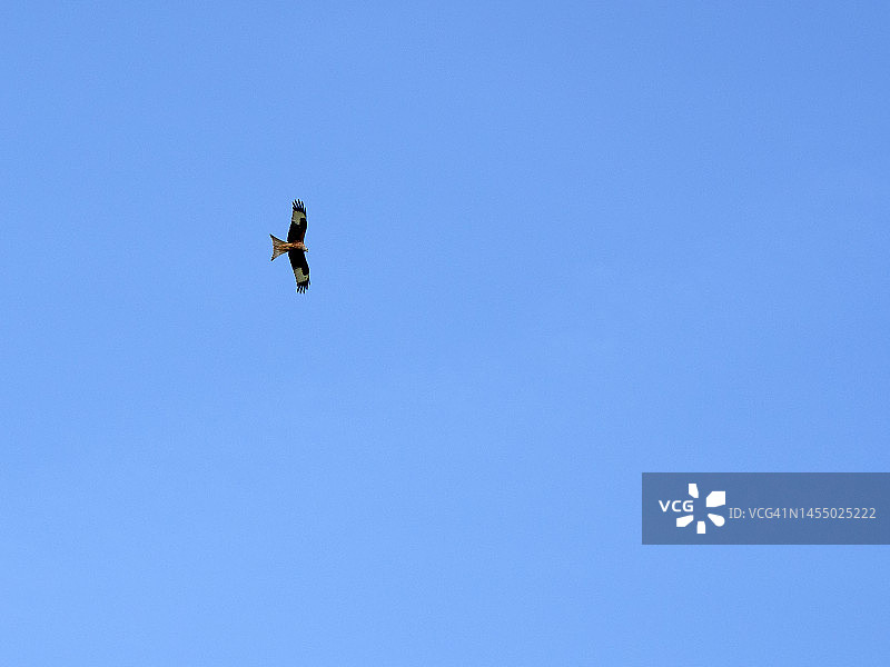白尾海鹰映衬着清澈的蓝天图片素材