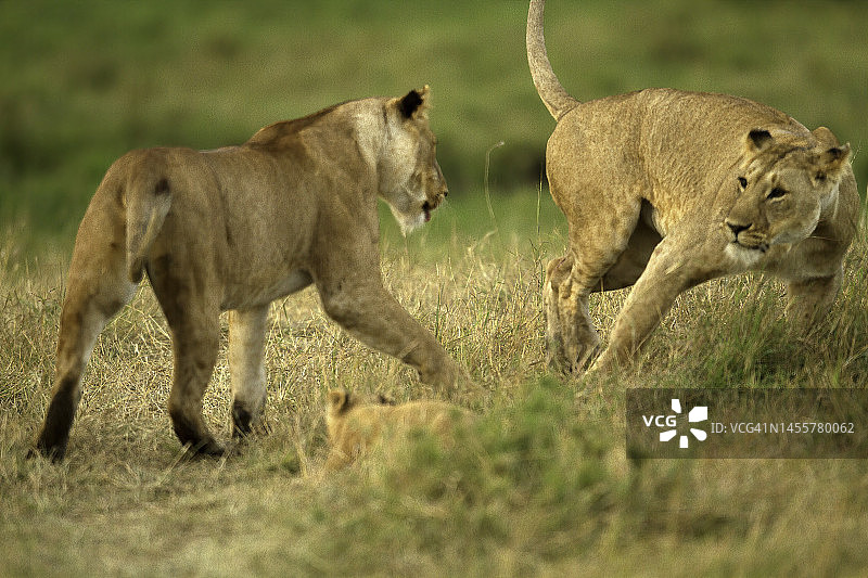 在马赛马拉，两头狮子在玩打斗。图片素材