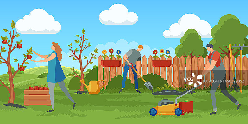人们在花园里工作。一名妇女从树上摘苹果装入容器。男人用割草机割草图片素材
