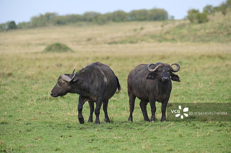 非洲水牛(syncerus caffer)，两只动物站在肯尼亚马赛马拉国家保护区的大草原上图片素材
