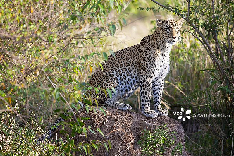 豹(Panthera pardus)雌性，肯尼亚，马赛马拉图片素材