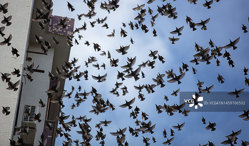 一群欧椋鸟在蓝天上飞翔。图片素材