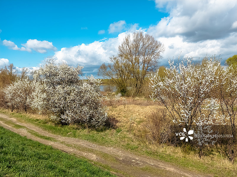 黑刺李(Prunus spinosa)在春天开花。图片素材