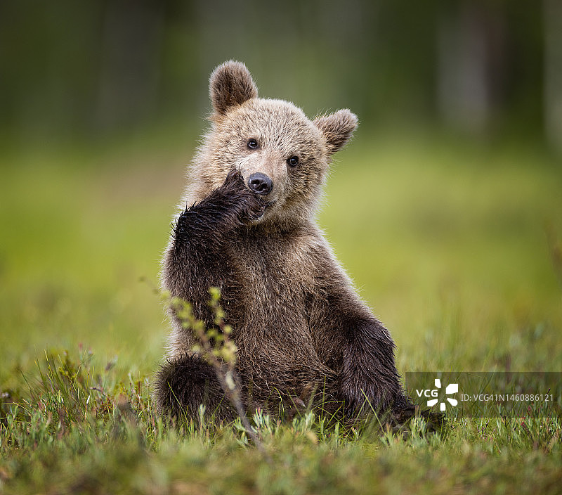 芬兰北部沼泽中的棕熊摄影图片素材