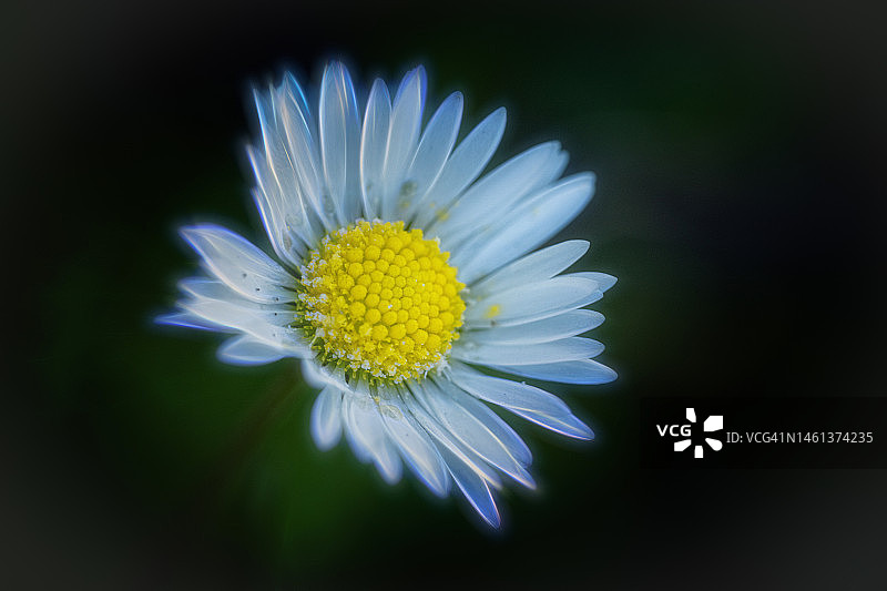 白色雏菊花的特写，马里尼昂，法国图片素材