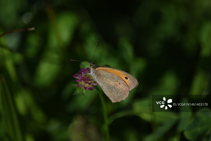 蝴蝶在植物上的特写，印度尼西亚图片素材