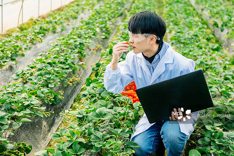 一位男性植物学家用笔记本电脑研究和检查草莓园的种植情况图片素材