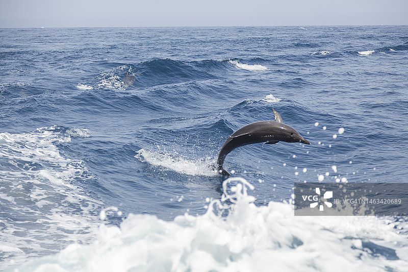 在特内里费岛观看海豚图片素材