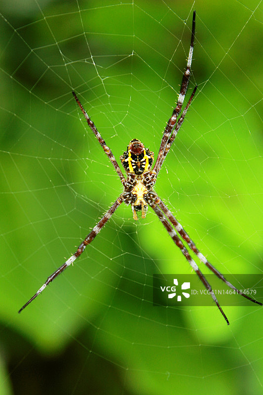 特写蜘蛛在网上，龙目岛，西努沙登加拉，印度尼西亚图片素材