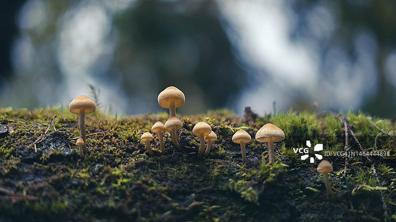 森林里五颜六色的蘑菇。图片素材