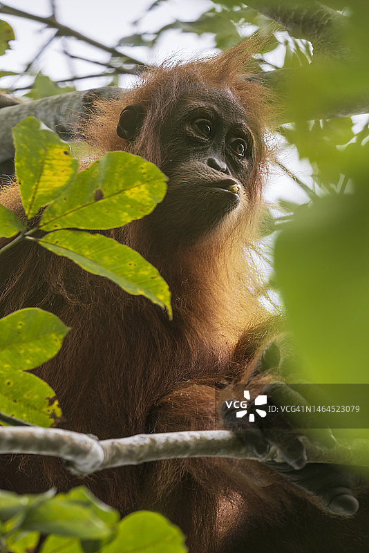 猴子在树上的特写，武吉拉旺，印度尼西亚图片素材