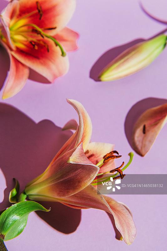 花组成。紫色背景上的百合花。平铺，俯视图图片素材