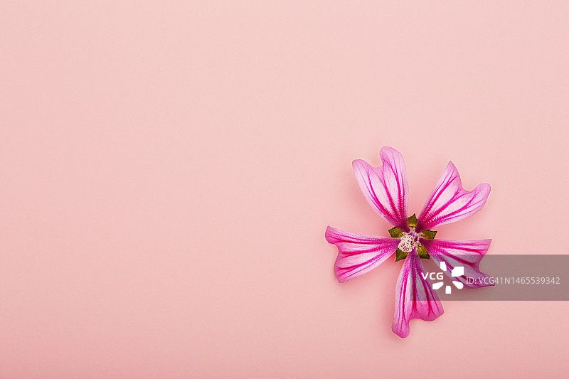 单个粉红色的花在粉红色的背景与复制空间图片素材
