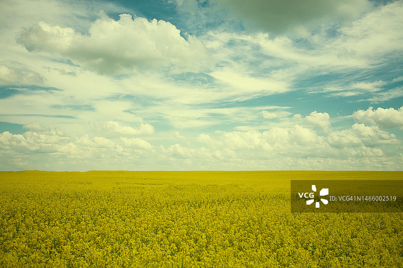 复古童话般的风景，黄色的油菜籽田，背景是翡翠般的多云天空。图片素材