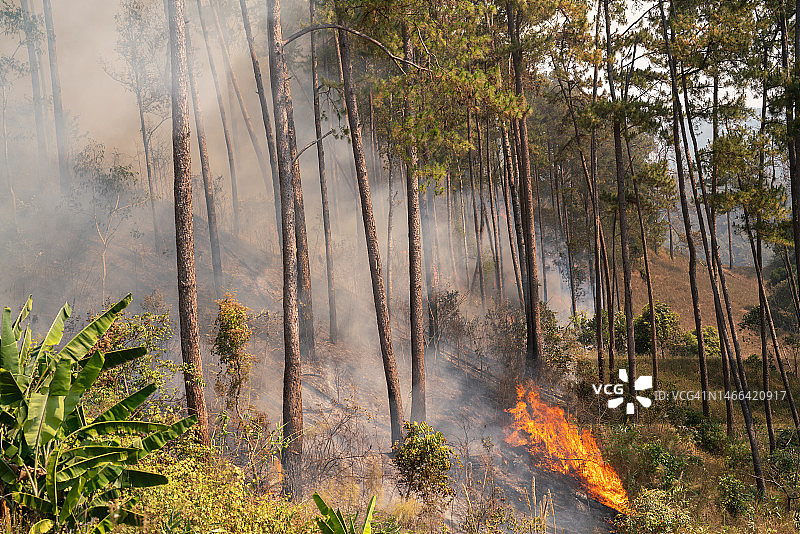 森林火灾、燃烧和破坏的自然现象图片素材