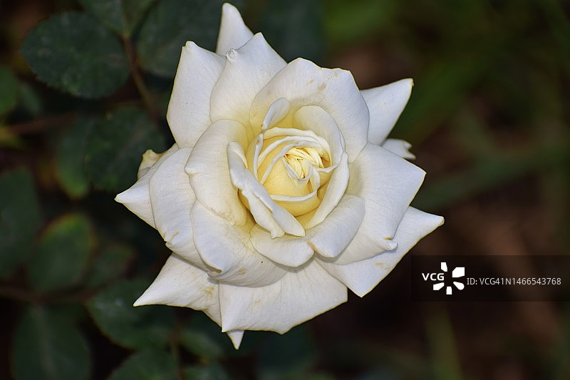 鲜嫩的白色玫瑰花，中心呈独特的金色，盛放。罗莎。蔷薇科的家庭。图片素材