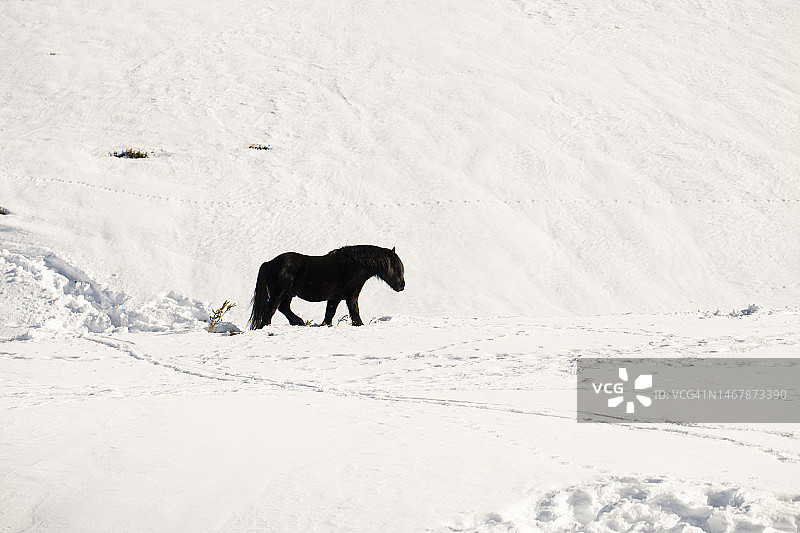 雪地上的黑马图片素材