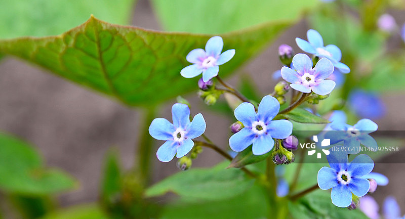 春天蓝色的勿忘我花。模糊背景上的sylvatica小蓝色花朵特写。春天或园艺概念与复制空间。图片素材