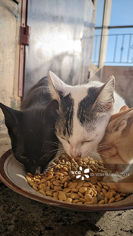 一群可爱的橙色、白色和黑色的小猫吃着盘子里的猫粮，早上在房子的露台上图片素材