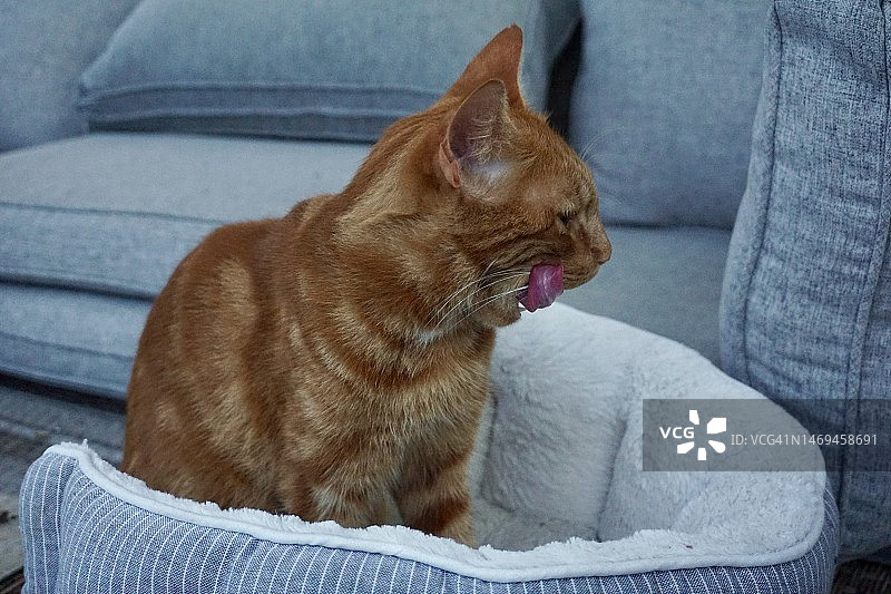 一只亮橙色的猫在草坪上洗澡。绿色背景上的姜猫用舌头洗澡。橙色的猫吃完东西后用舌头舔自己。图片素材