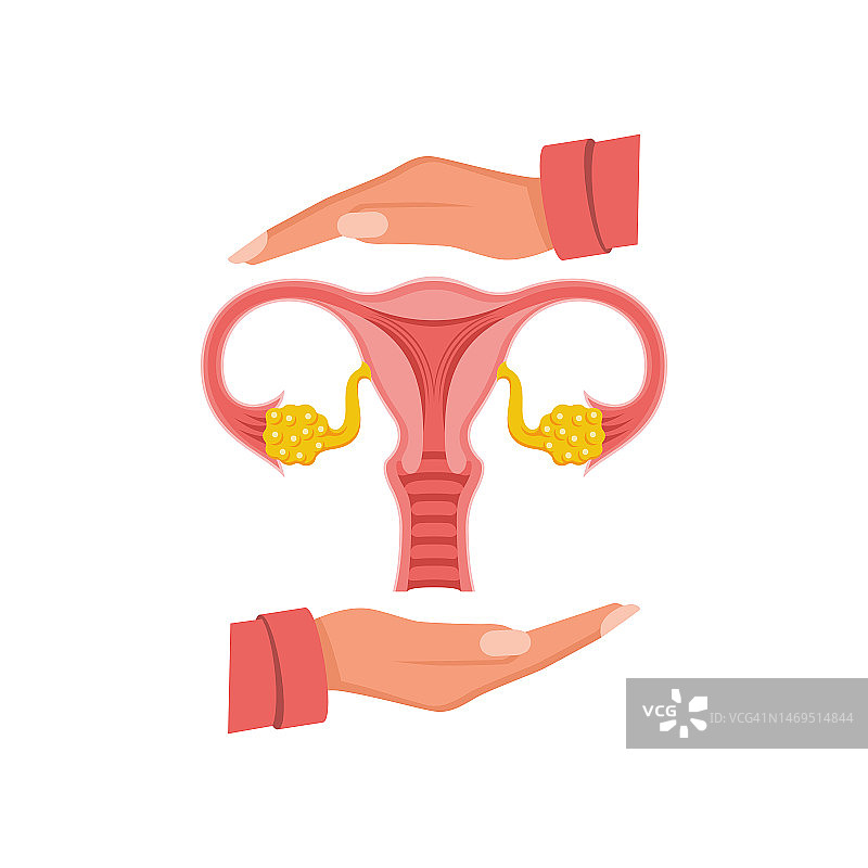 女人拿着子宫和卵巢的解剖模型。平面向量。图片素材