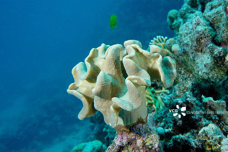 粗糙的皮珊瑚(Sarcophyton glaucum)，小吉夫顿潜水地点，赫尔加达，埃及，红海图片素材